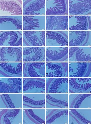 Lactobacillus rhamnosus LB1 Alleviates Enterotoxigenic Escherichia coli-Induced Adverse Effects in Piglets by Improving Host Immune Response and <mark class="highlighted">Anti-Oxidation</mark> Stress and Restoring Intestinal Integrity